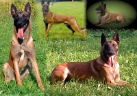 /album/fotogaleria/cocainefarsal-jpg2/