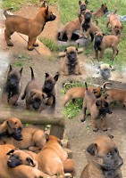 /album/fotogaleria/l-cago-jpg/