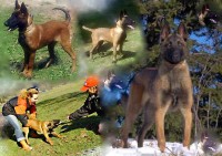 /album/fotogaleria/l-cago2-jpg/