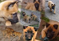 /album/fotogaleria/p-cago-jpg/