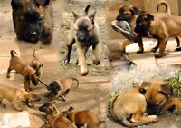 /album/fotogaleria/r-cago-jpg/